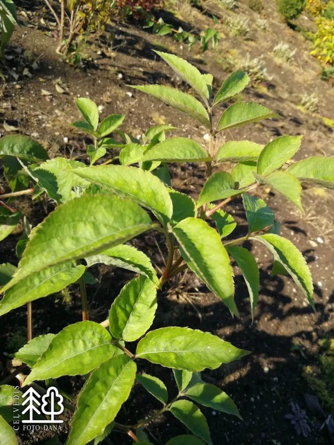 Sambucus nigra   'Sampo'